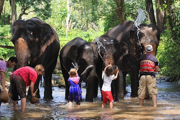 تماشای فیل در جنگل پاتایا | رزرو آنلاین تماشای فیل در جنگل پاتایا با قیمت باور نکردنی