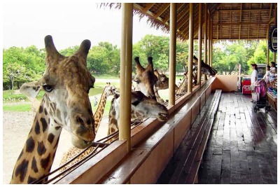 باغ وحش بانکوک |رزرو آنلاین باغ وحش بانکوک با قیمت باور نکردنی|سافاری باغ وحش بانکوک