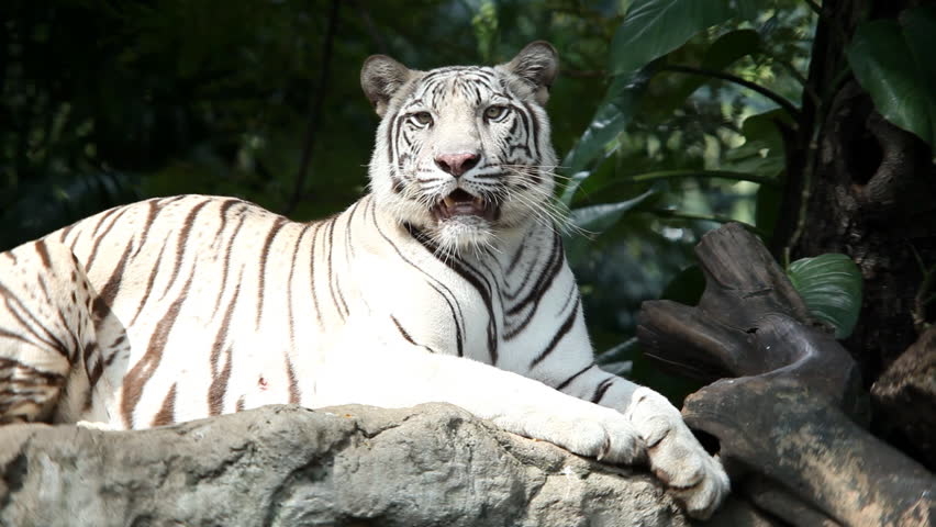 باغ وحش بانکوک |رزرو آنلاین باغ وحش بانکوک با قیمت باور نکردنی|سافاری باغ وحش بانکوک