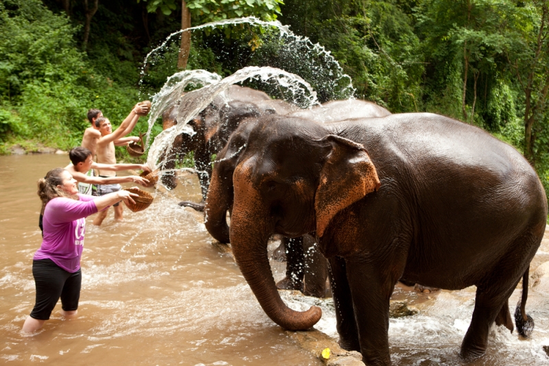 تماشای فیل در جنگل پاتایا | رزرو آنلاین تماشای فیل در جنگل پاتایا با قیمت باور نکردنی